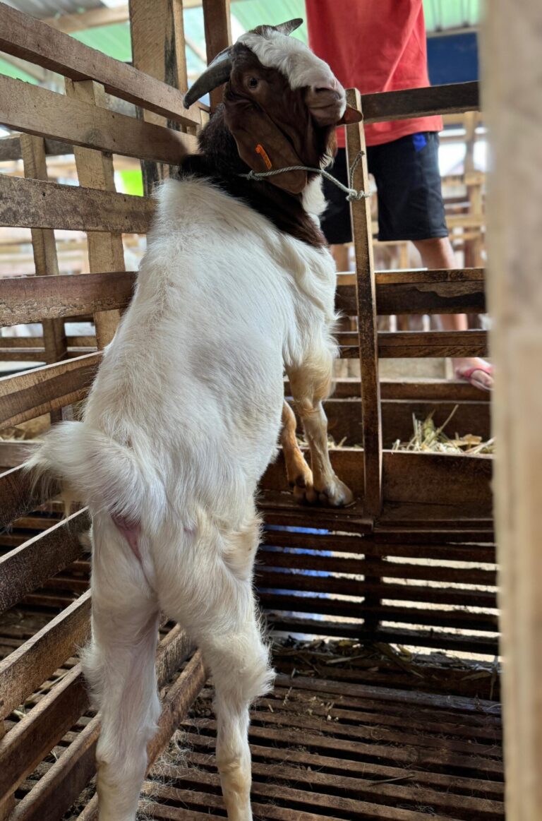 kambing boer agrin boer